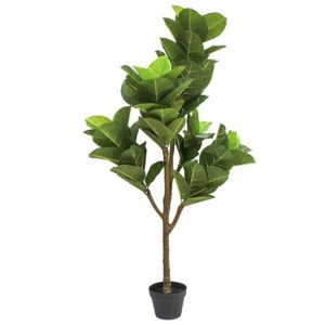 Pandurata mediana