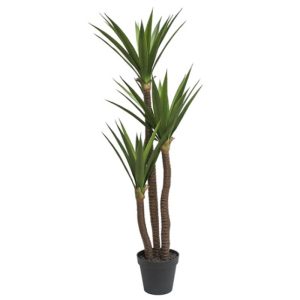 Yuca gloriosa