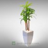 Maceta de Fibra de Vidrio modelo Arami con Planta Artificial Palo de Brasil mediano A