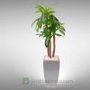 Maceta de Fibra de Vidrio modelo Arami con Planta Artificial Palo de Brasil mediano B