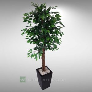 Arreglos de Planta y Macetas Modelo Carter 02 CH & Ficus