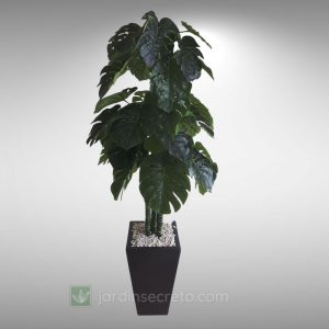 Arreglos de Planta y Macetas Modelo Carter 03 CH & Garra de León