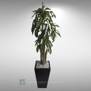 Arreglos de Planta y Macetas Modelo Carter 03 CH & Palo de Brasil 02