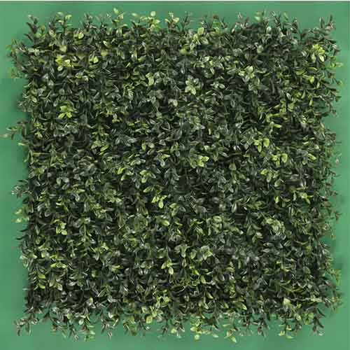 Muro Verde Modelo Boxwood