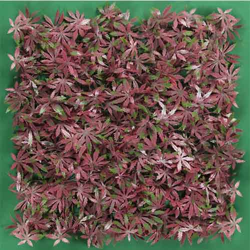 Muro Verde Modelo Maple
